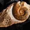 selten! Hildaites subserpentinum, Lias, Weißenburg