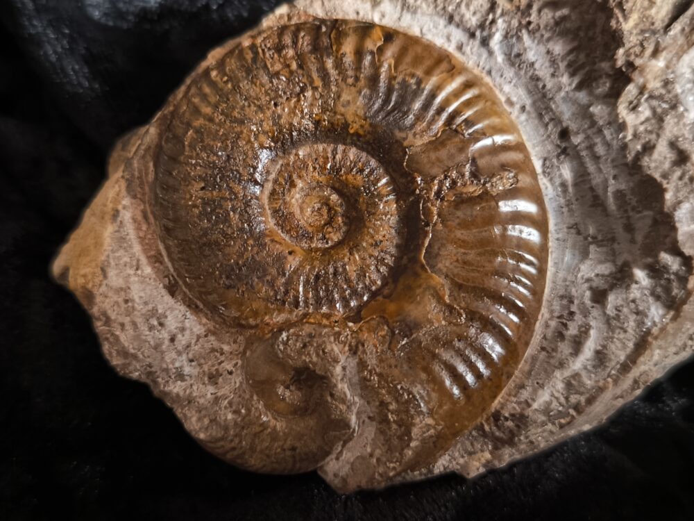 selten! Hildaites subserpentinum, Lias, Weißenburg