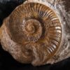 selten! Hildaites subserpentinum, Lias, Weißenburg