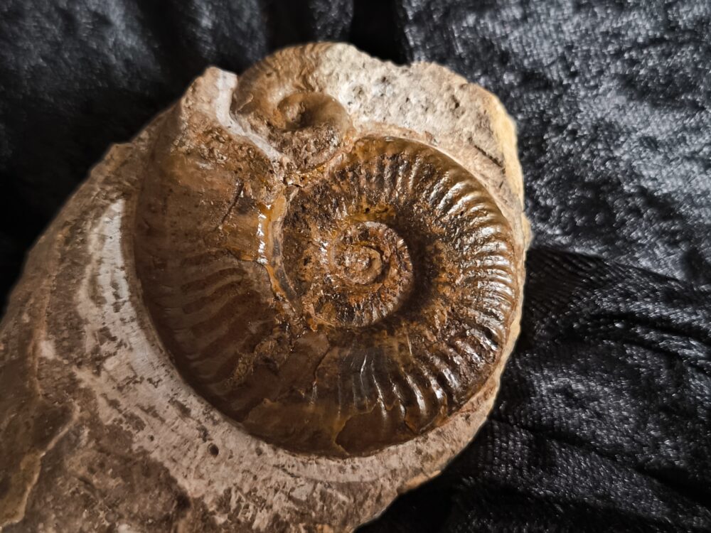 selten! Hildaites subserpentinum, Lias, Weißenburg