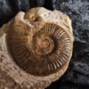selten! Hildaites subserpentinum, Lias, Weißenburg
