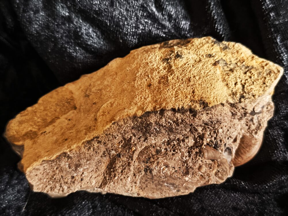 selten! Hildaites subserpentinum, Lias, Weißenburg