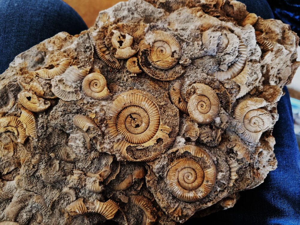 Große Platte mit Dactylioceraten, Lias, Schlaifhausen