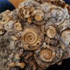 Große Platte mit Dactylioceraten, Lias, Schlaifhausen