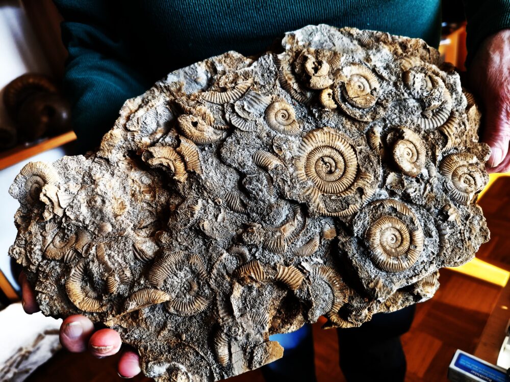 Große Platte mit Dactylioceraten, Lias, Schlaifhausen