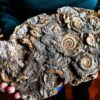 Große Platte mit Dactylioceraten, Lias, Schlaifhausen