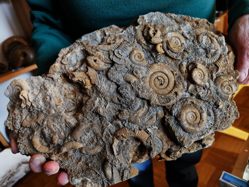Große Platte mit Dactylioceraten, Lias, Schlaifhausen