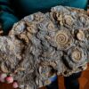Große Platte mit Dactylioceraten, Lias, Schlaifhausen