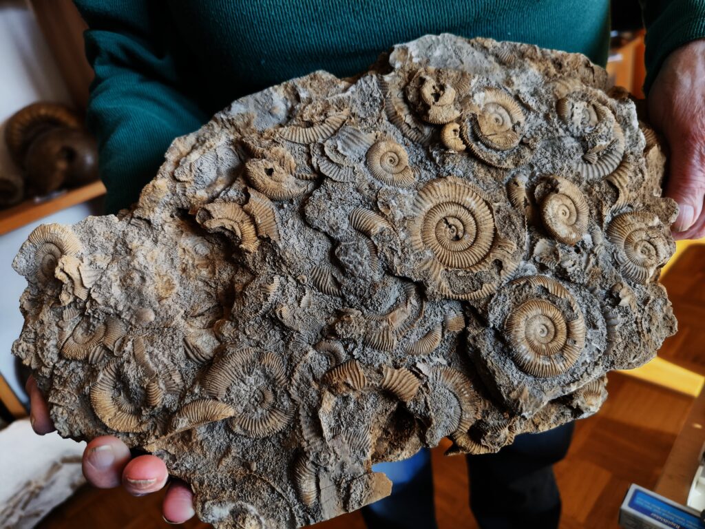 Große Platte mit Dactylioceraten, Lias, Schlaifhausen