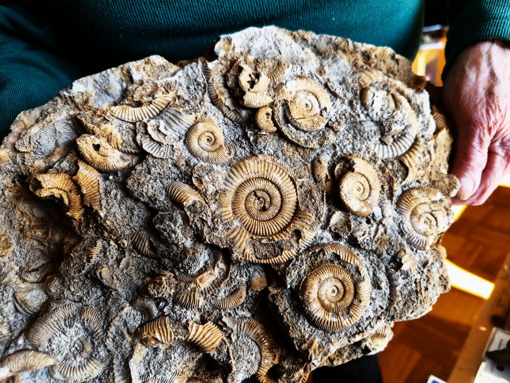 Große Platte mit Dactylioceraten, Lias, Schlaifhausen