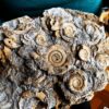 Große Platte mit Dactylioceraten, Lias, Schlaifhausen