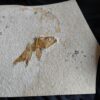 Lustig aussehender Fraßrest, wohl von einem Caturus, Malm, Solnhofen
