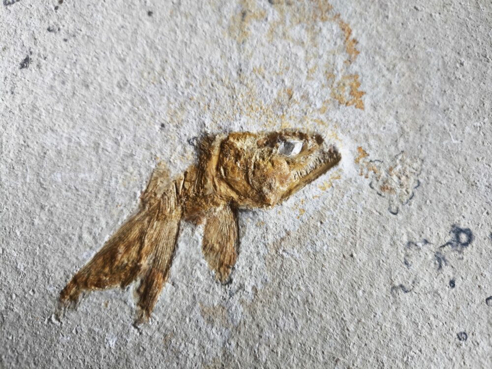 Lustig aussehender Fraßrest, wohl von einem Caturus, Malm, Solnhofen
