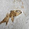 Lustig aussehender Fraßrest, wohl von einem Caturus, Malm, Solnhofen
