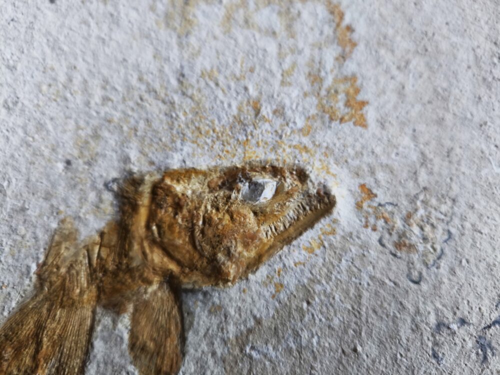Lustig aussehender Fraßrest, wohl von einem Caturus, Malm, Solnhofen