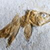Lustig aussehender Fraßrest, wohl von einem Caturus, Malm, Solnhofen