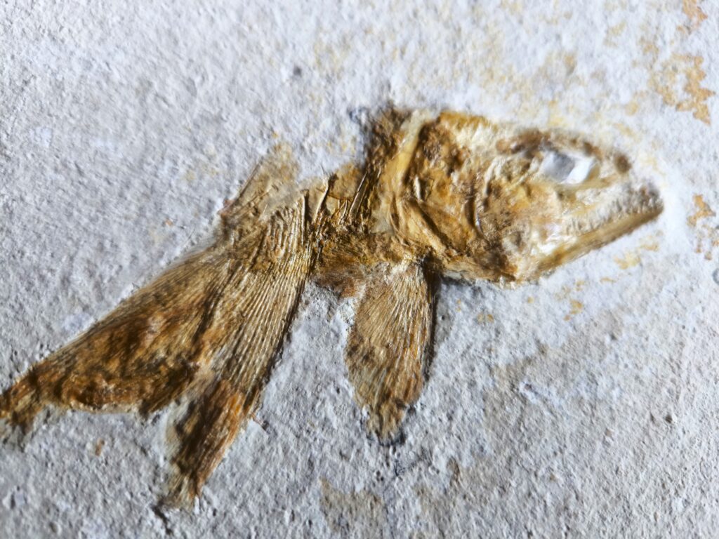 Lustig aussehender Fraßrest, wohl von einem Caturus, Malm, Solnhofen