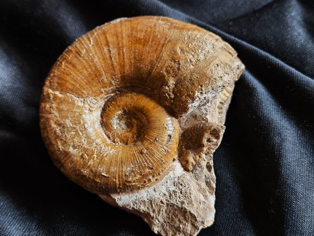 Lytoceras ceratophagum, Lias, Weißenburg
