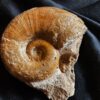 Lytoceras ceratophagum, Lias, Weißenburg