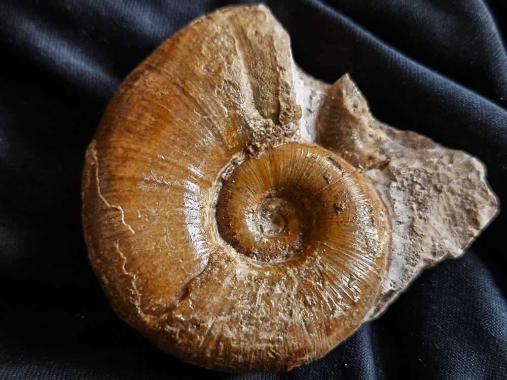 Lytoceras ceratophagum, Lias, Weißenburg