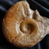 Lytoceras ceratophagum, Lias, Weißenburg
