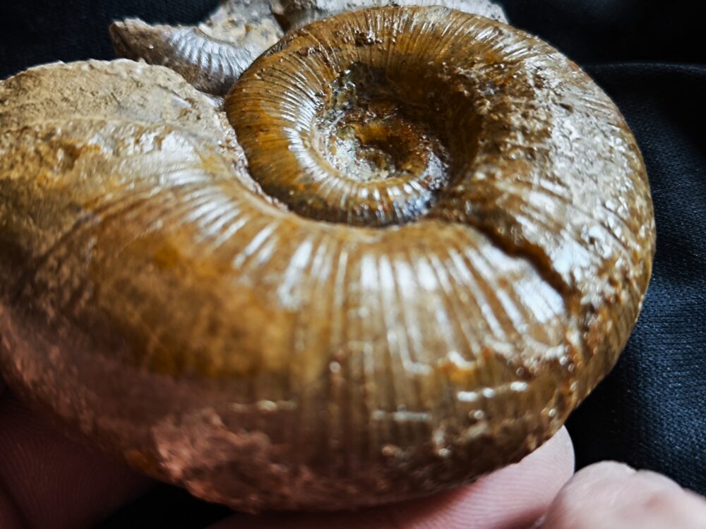 Lytoceras ceratophagum, Lias, Weißenburg