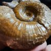 Lytoceras ceratophagum, Lias, Weißenburg