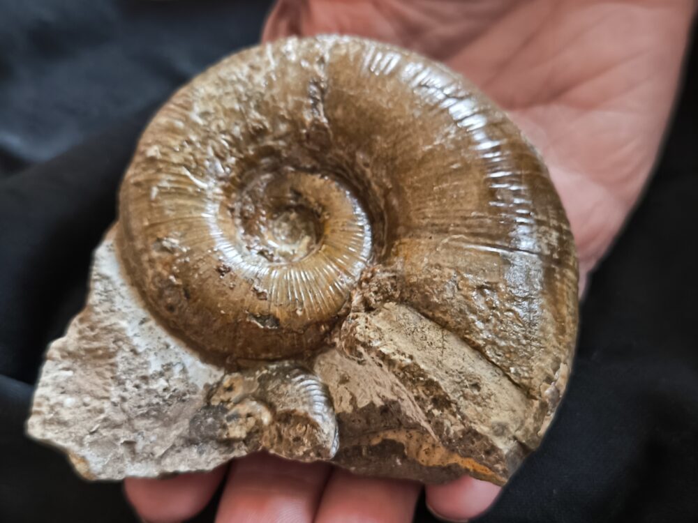 Lytoceras ceratophagum, Lias, Weißenburg