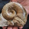 Lytoceras ceratophagum, Lias, Weißenburg