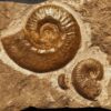 Hildoceras murleyi, Lias, Weißenburg