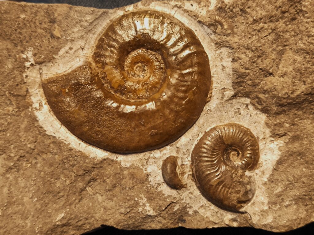 Hildoceras murleyi, Lias, Weißenburg