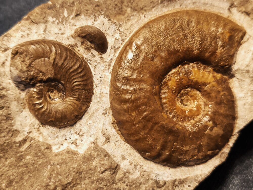 Hildoceras murleyi, Lias, Weißenburg