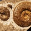 Hildoceras murleyi, Lias, Weißenburg