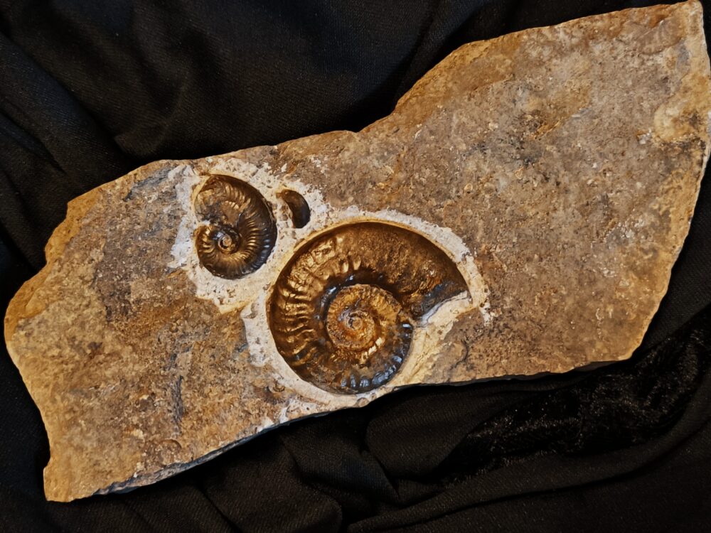 Hildoceras murleyi, Lias, Weißenburg