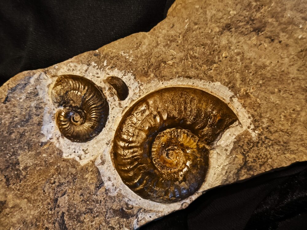 Hildoceras murleyi, Lias, Weißenburg