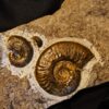 Hildoceras murleyi, Lias, Weißenburg