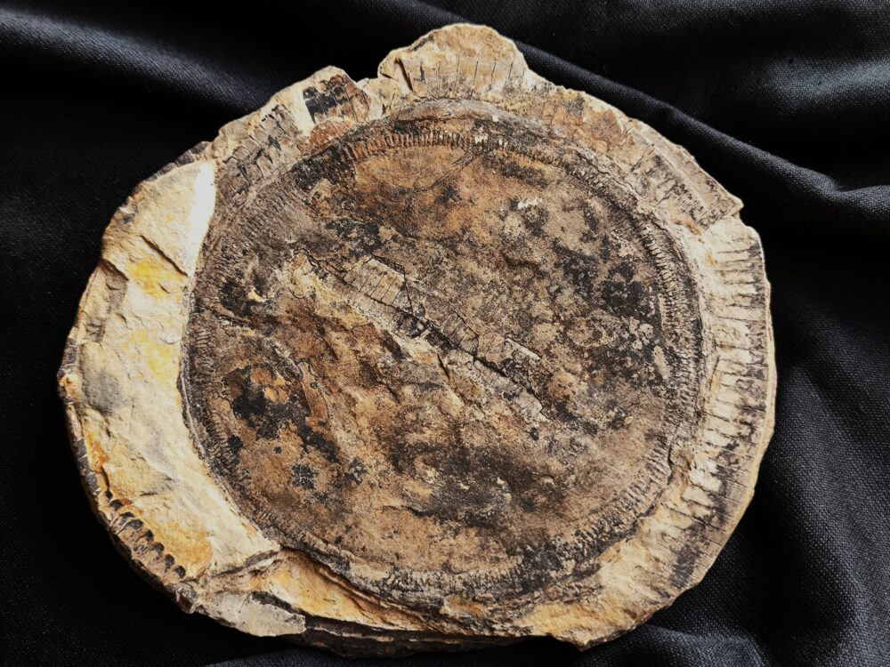 Diaphragma vom Schachtelhalm Equisetites arenaceus, Lettenkeuper, Ilsfeld b. Heilbronn