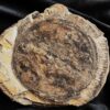Diaphragma vom Schachtelhalm Equisetites arenaceus, Lettenkeuper, Ilsfeld b. Heilbronn