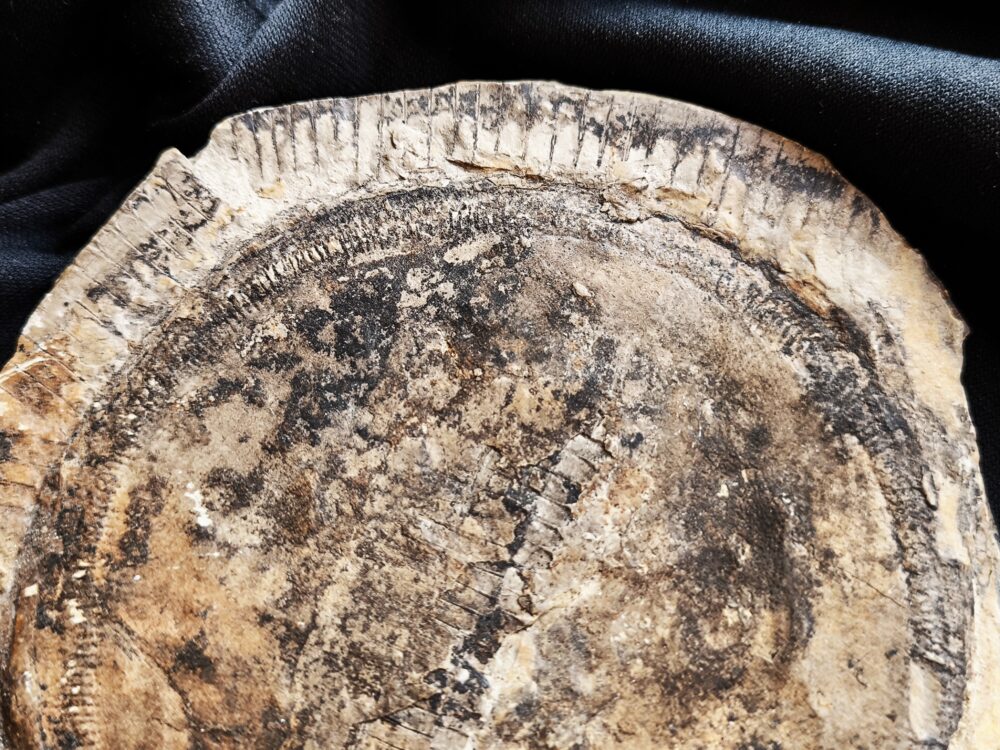 Diaphragma vom Schachtelhalm Equisetites arenaceus, Lettenkeuper, Ilsfeld b. Heilbronn