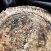 Diaphragma vom Schachtelhalm Equisetites arenaceus, Lettenkeuper, Ilsfeld b. Heilbronn