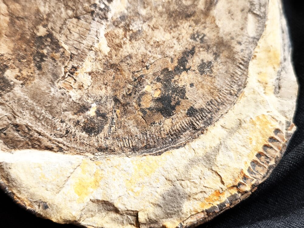 Diaphragma vom Schachtelhalm Equisetites arenaceus, Lettenkeuper, Ilsfeld b. Heilbronn