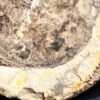 Diaphragma vom Schachtelhalm Equisetites arenaceus, Lettenkeuper, Ilsfeld b. Heilbronn