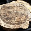 Diaphragma vom Schachtelhalm Equisetites arenaceus, Lettenkeuper, Ilsfeld b. Heilbronn