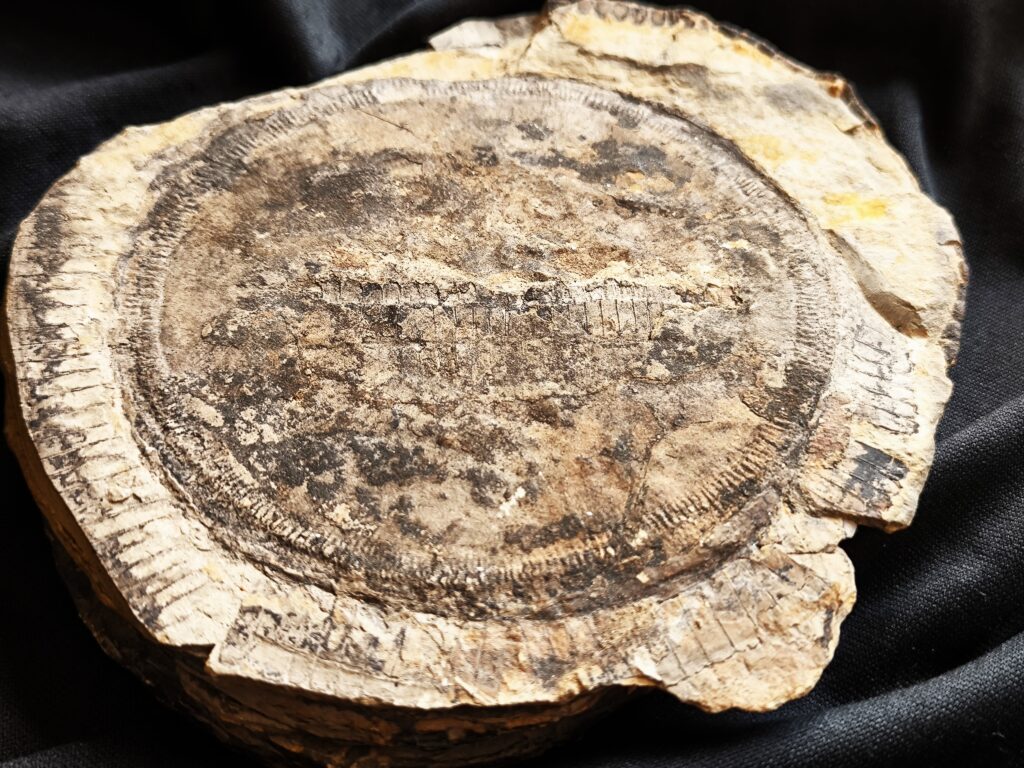 Diaphragma vom Schachtelhalm Equisetites arenaceus, Lettenkeuper, Ilsfeld b. Heilbronn  * reserviert *