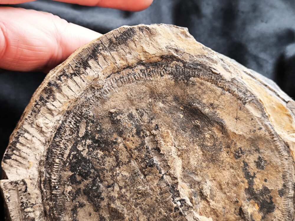 Diaphragma vom Schachtelhalm Equisetites arenaceus, Lettenkeuper, Ilsfeld b. Heilbronn