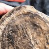 Diaphragma vom Schachtelhalm Equisetites arenaceus, Lettenkeuper, Ilsfeld b. Heilbronn