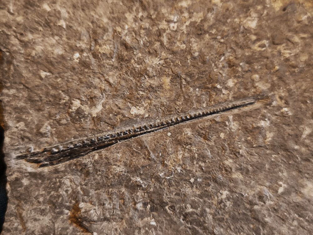 Oberkiefer vom Schnabelfisch Saurorhynchus brevirostris, Lias, Hechingen