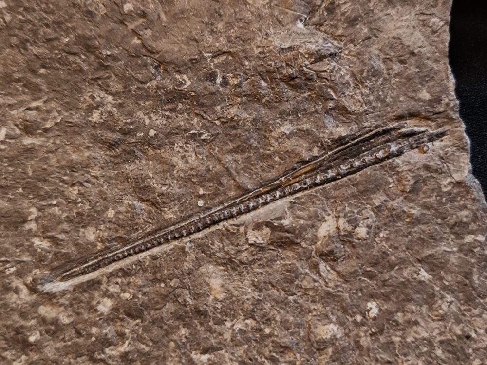 Oberkiefer vom Schnabelfisch Saurorhynchus brevirostris, Lias, Hechingen