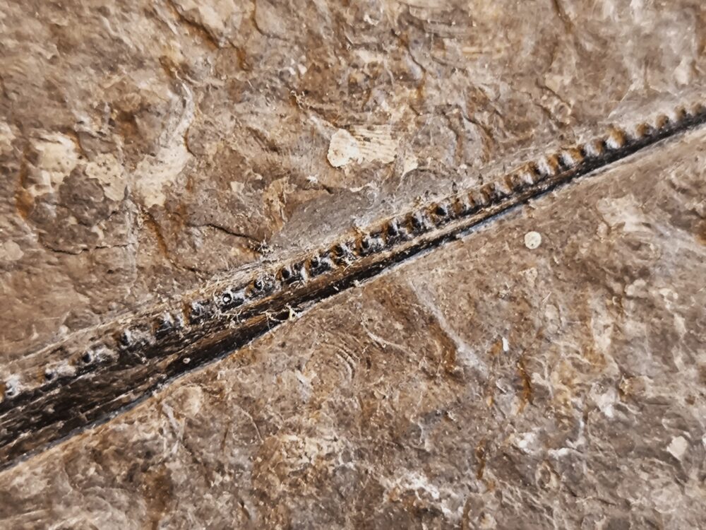 Oberkiefer vom Schnabelfisch Saurorhynchus brevirostris, Lias, Hechingen
