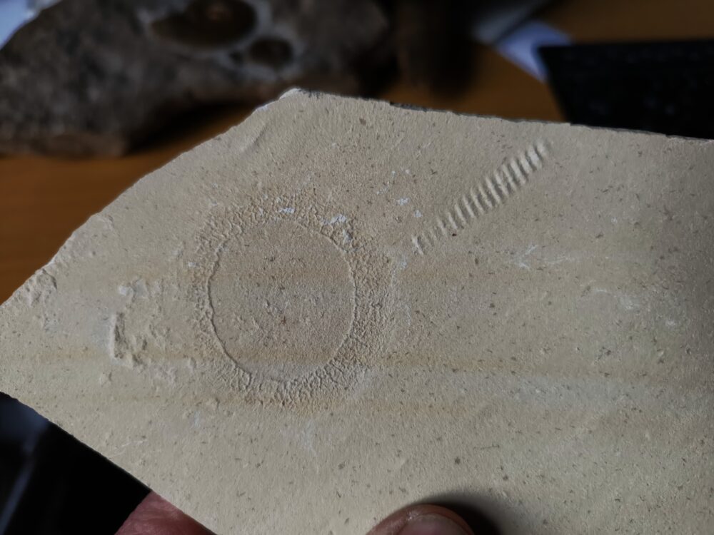 Qualle, Hydromeduse, Palaeoquorea, Malm, Plattenkalk, Painten